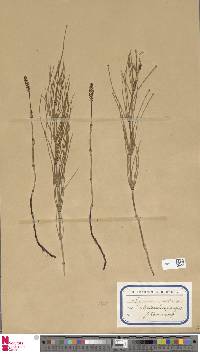 Equisetum palustre image