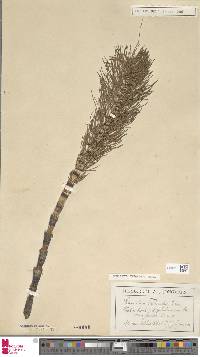 Equisetum telmateia image