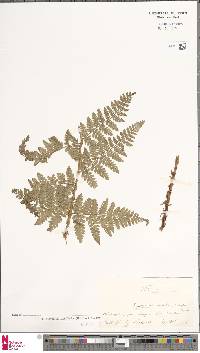 Dryopteris dilatata image