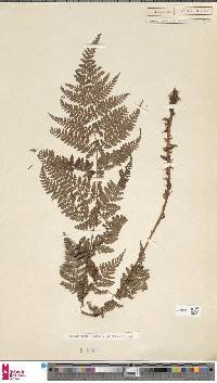 Dryopteris dilatata image