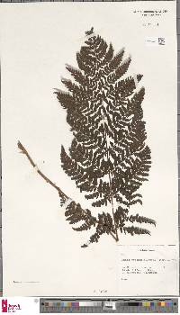 Dryopteris dilatata image