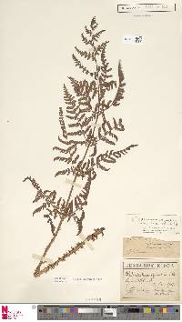 Dryopteris dilatata image