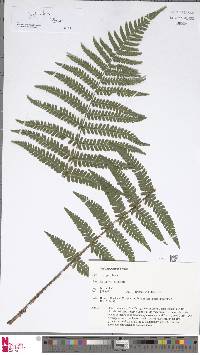 Dryopteris borreri image