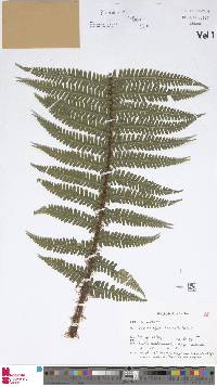 Dryopteris borreri image