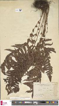 Oreopteris limbosperma image