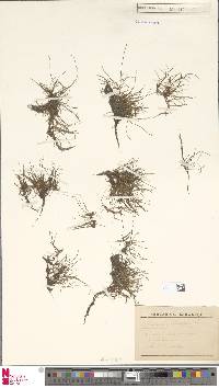 Pilularia globulifera image