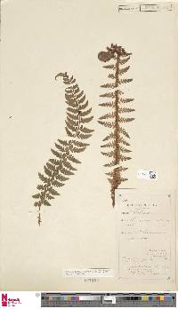 Polystichum aculeatum image