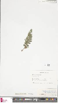 Polystichum setiferum image