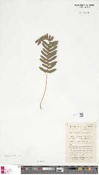 Polypodium vulgare image