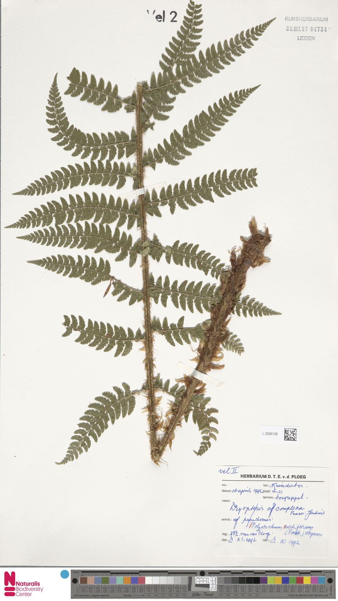 Polystichum setiferum image