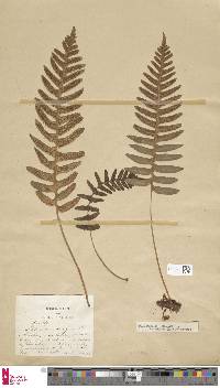 Polypodium vulgare subsp. vulgare image