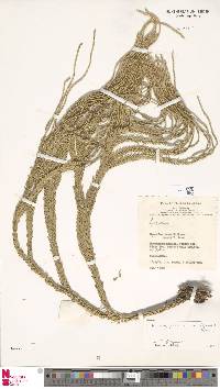 Phlegmariurus phlegmarioides image