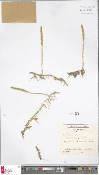 Lycopodiella alopecuroides image