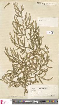 Pseudodiphasium volubile image