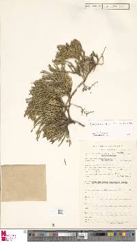 Diphasiastrum wightianum image