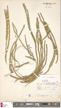 Phlegmariurus macgregorii image