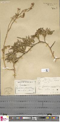 Austrolycopodium paniculatum image