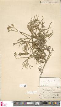 Diphasiastrum multispicatum image