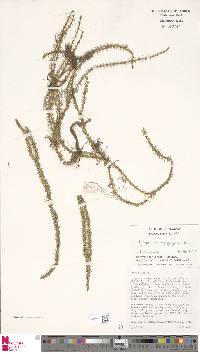 Phlegmariurus macgregorii image