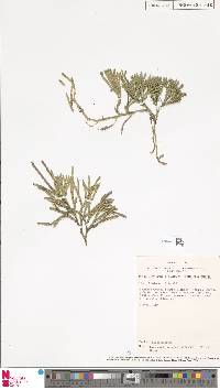 Image of Diphasiastrum angustiramosum