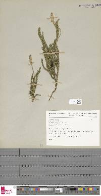 Lycopodium hygrophilum image
