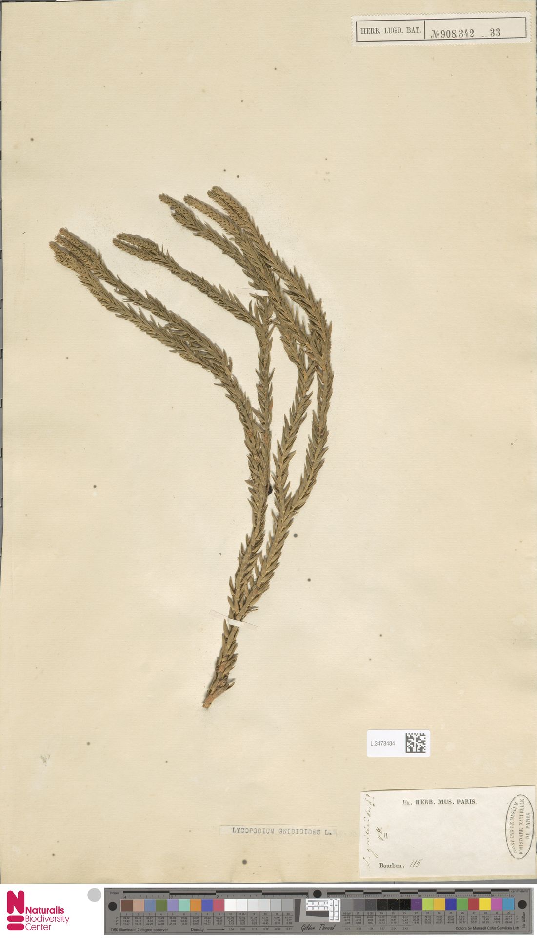 Phlegmariurus gnidioides image