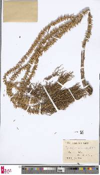 Phlegmariurus salvinioides image