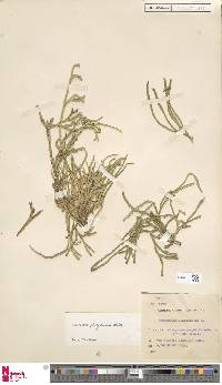 Diphasiastrum platyrhizoma image