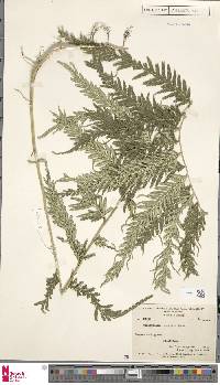 Selaginella velutina image