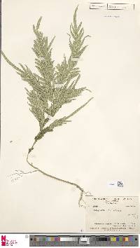 Selaginella velutina image