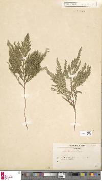 Selaginella umbrosa image