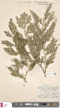 Selaginella schlechteri image