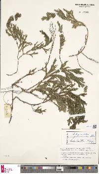 Selaginella fulvicaulis image