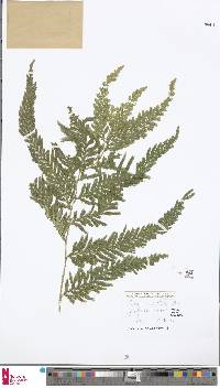 Selaginella velutina image