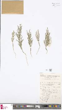 Selaginella uliginosa image