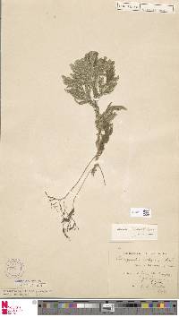 Selaginella intermedia image