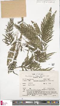 Selaginella inaequalifolia image