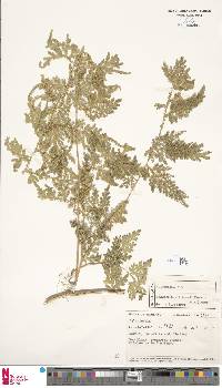Selaginella willdenowii image