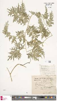 Selaginella willdenowii image