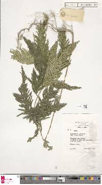 Selaginella wallichii image