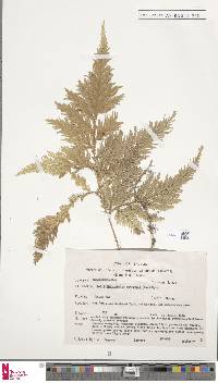 Selaginella biformis image