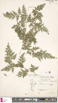 Selaginella willdenowii image