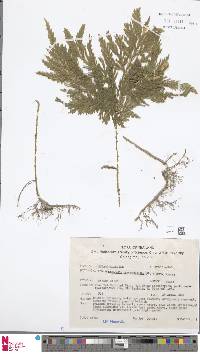 Selaginella biformis image