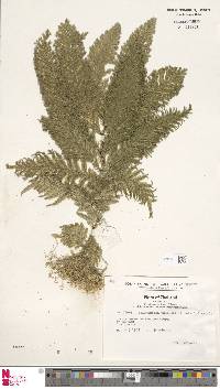 Selaginella wallichii image