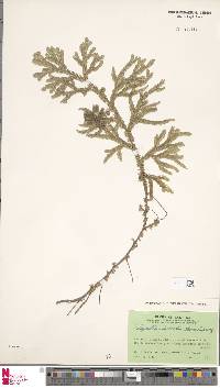 Selaginella intermedia image