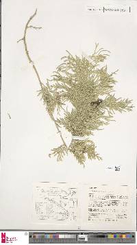 Selaginella braunii image