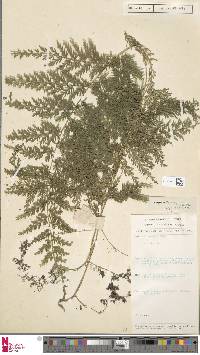 Selaginella braunii image