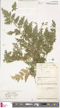 Selaginella willdenowii image