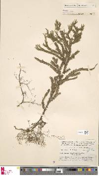 Selaginella wariensis image
