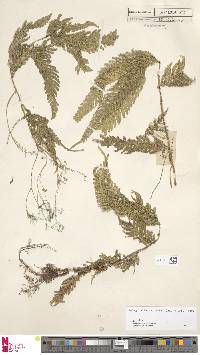 Selaginella wallichii image